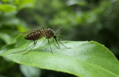 Fiebre Amarilla en Ecuador ¿Qué es, cómo se contagia y quiénes deben vacunarse