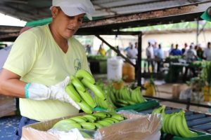 En Ecuador, sembrar plátano destinado a exportación sin autorización se sanciona con multa y destrucción del cultivo. FOTO: MAG