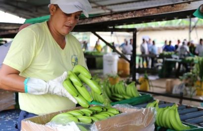En Ecuador, sembrar plátano destinado a exportación sin autorización se sanciona con multa y destrucción del cultivo. FOTO: MAG