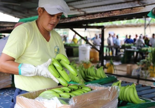 En Ecuador, sembrar plátano destinado a exportación sin autorización se sanciona con multa y destrucción del cultivo. FOTO: MAG