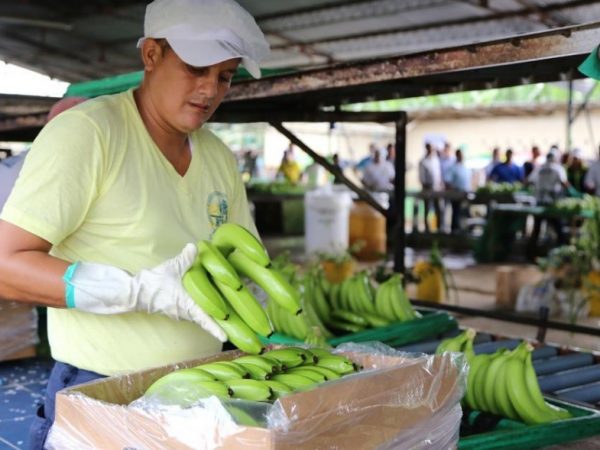 En Ecuador, sembrar plátano destinado a exportación sin autorización se sanciona con multa y destrucción del cultivo. FOTO: MAG