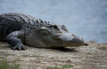 Florida construye el 'Alcatraz de los Caimanes' para acoger a los detenidos por la política migratoria de Trump