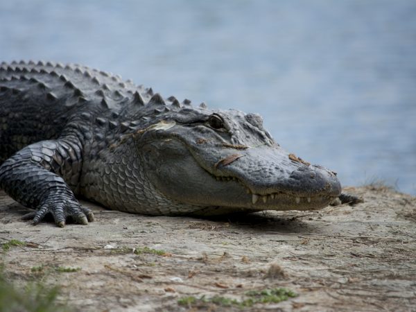 Florida construye el 'Alcatraz de los Caimanes' para acoger a los detenidos por la política migratoria de Trump