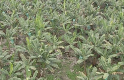 Fusarium afecta producción de plátano en Manabí