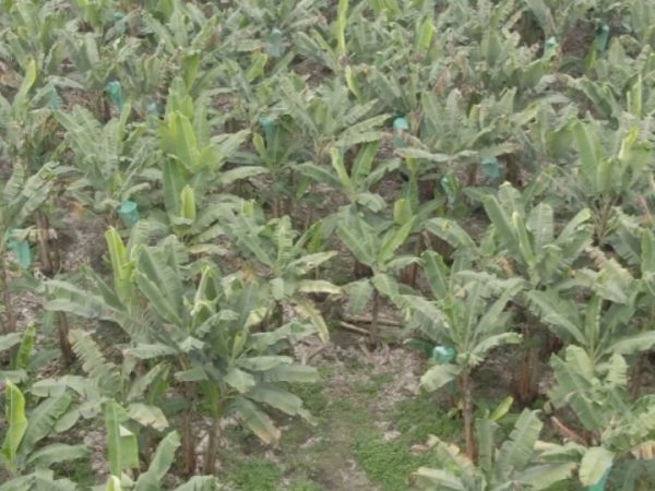 Fusarium afecta producción de plátano en Manabí