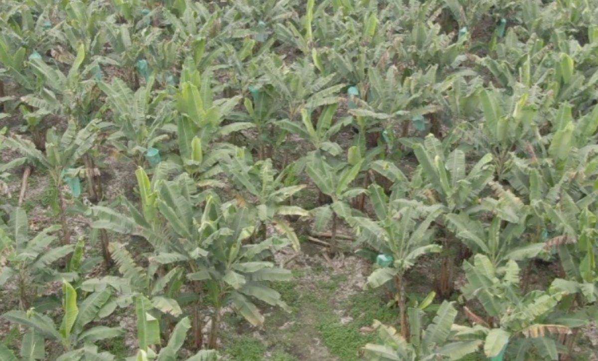 Fusarium afecta producción de plátano en Manabí