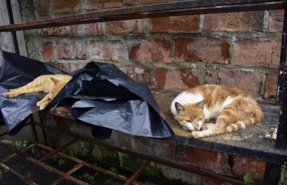portoviejo animales abandonados maltrato