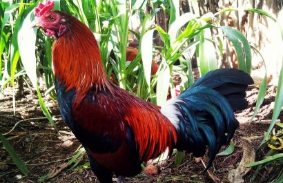 Galleras en República Dominicana: Tradición, negocio y cultura comparadas con Ecuador