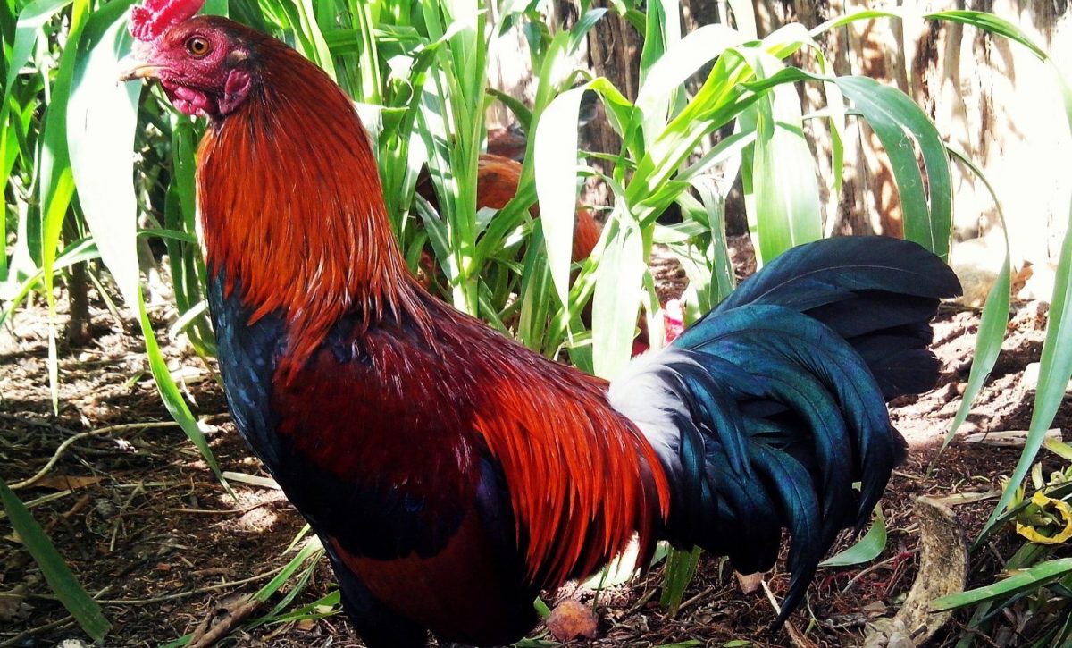 Galleras en República Dominicana: Tradición, negocio y cultura comparadas con Ecuador