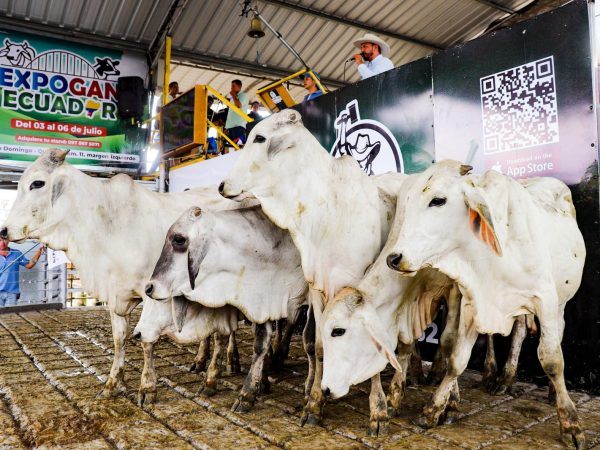 Ganado en Santo Domingo El Martillazo, el sistema de subasta que conecta al productor con el comprador