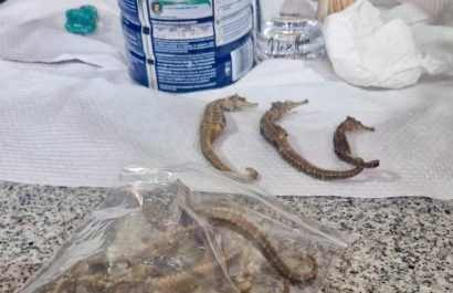 Los caballitos de mar que la Policía incautó en un allanamiento.