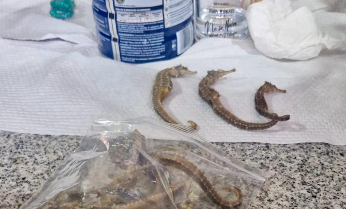 Los caballitos de mar que la Policía incautó en un allanamiento.