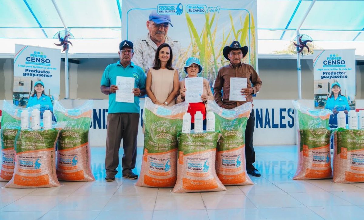 La producción arrocera en Guayas sostiene a miles de familias y abastece el mercado nacional, con un consumo anual de 700 mil toneladas.