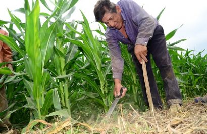 Gobierno anuncia la creación de una reserva estratégica de maíz y de arroz con la que busca frenar la especulación