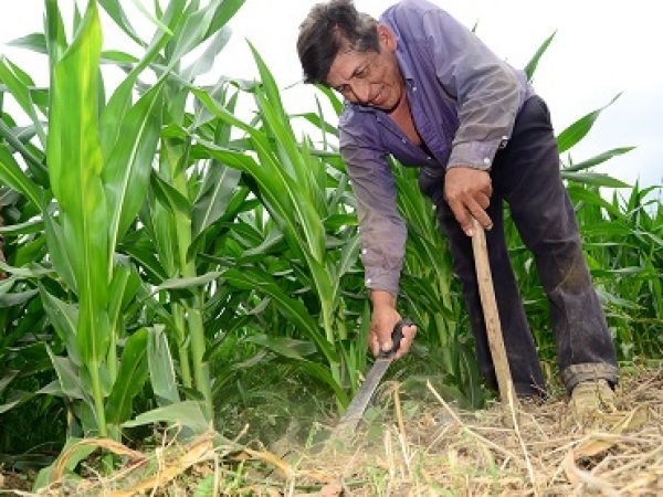Gobierno anuncia la creación de una reserva estratégica de maíz y de arroz con la que busca frenar la especulación