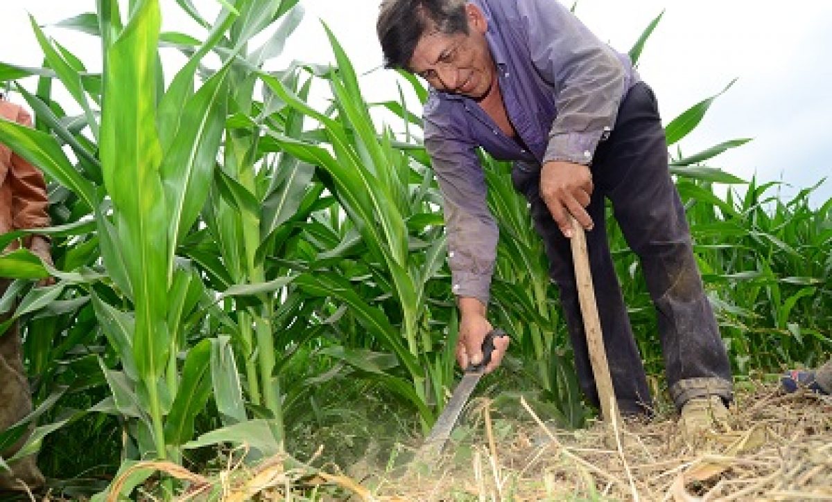 Gobierno anuncia la creación de una reserva estratégica de maíz y de arroz con la que busca frenar la especulación