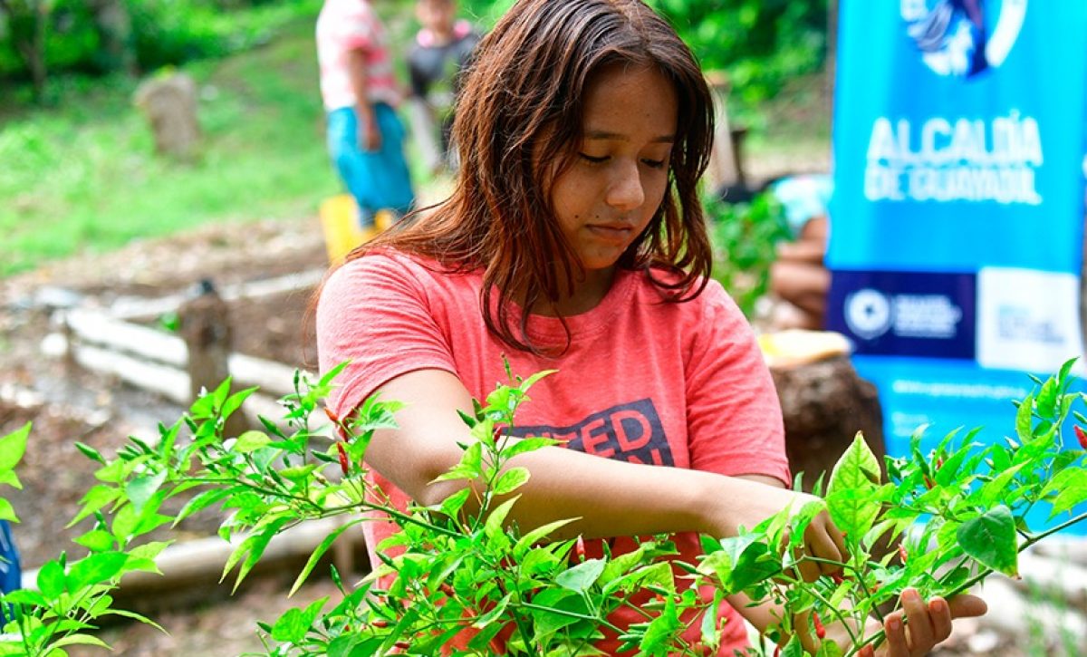 Familias de la comuna Daular, en la zona rural de Guayaquil, mejoran su alimentación con el Programa de Huertos Escolares.