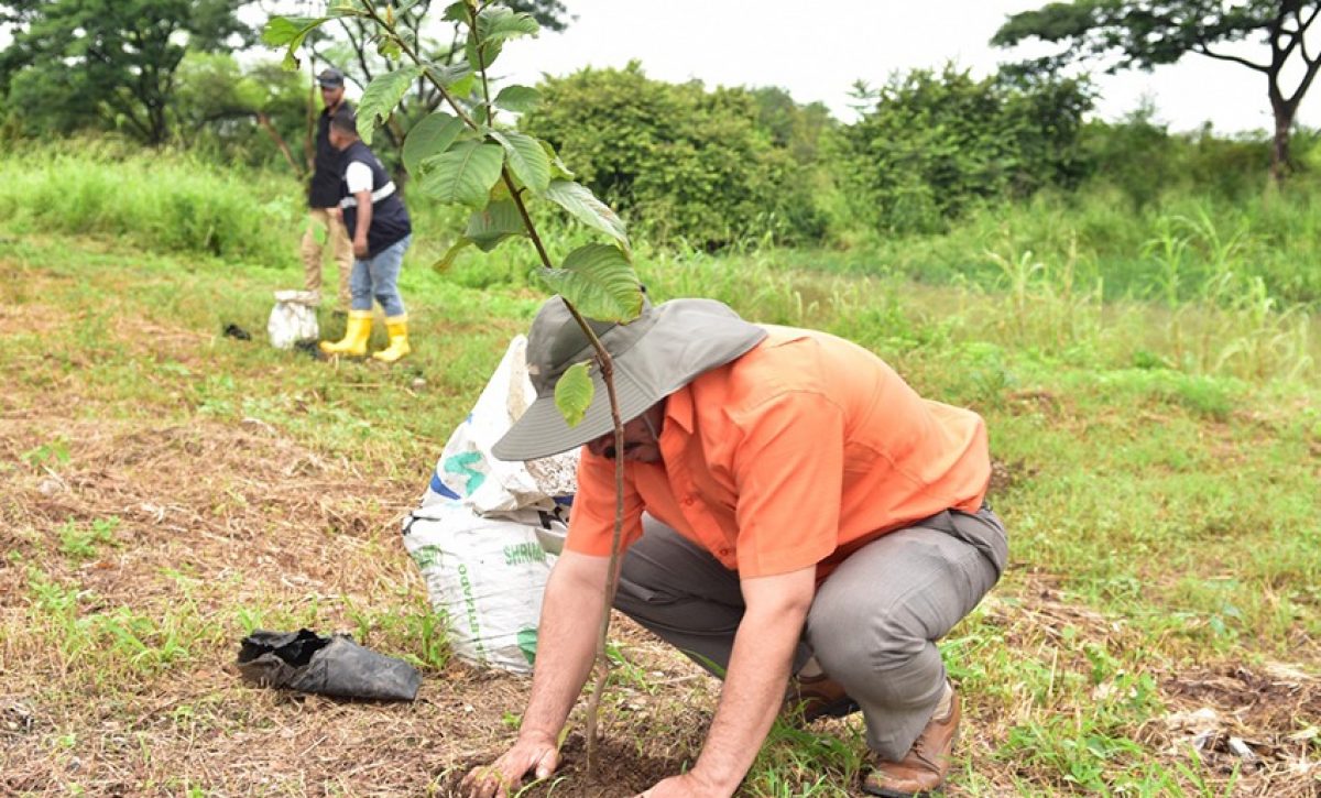Este sábado 26 de abril, en Guayaquil, se sembrarán 600 árboles por el Día de la Tierra.