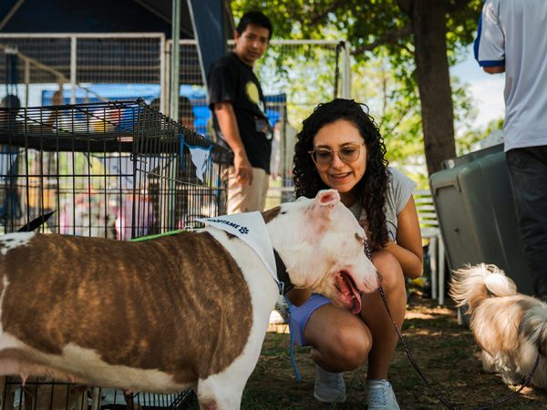 El Municipio de Guayaquil ejecuta una campaña de adopción de animales con beneficios gratuitos permanentes.