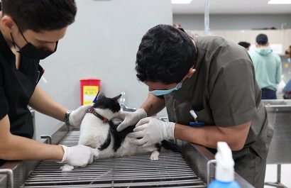 Guayaquil duplicó las esterilizaciones de perros y gatos en julio de 2025, alcanzando la cifra más alta del año en su programa.