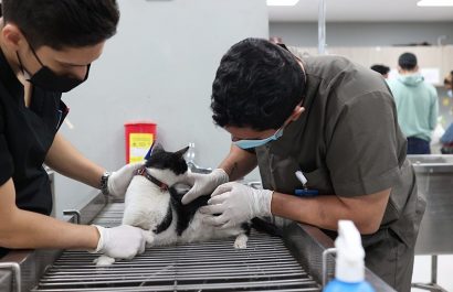Guayaquil duplicó las esterilizaciones de perros y gatos en julio de 2025, alcanzando la cifra más alta del año en su programa.