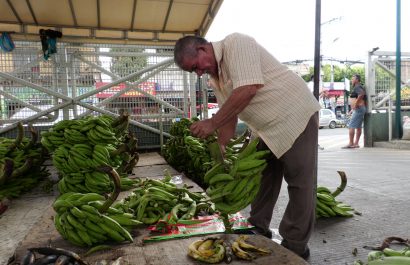 ¡Guineo verde al doble de precio! Descubre por qué en Portoviejo