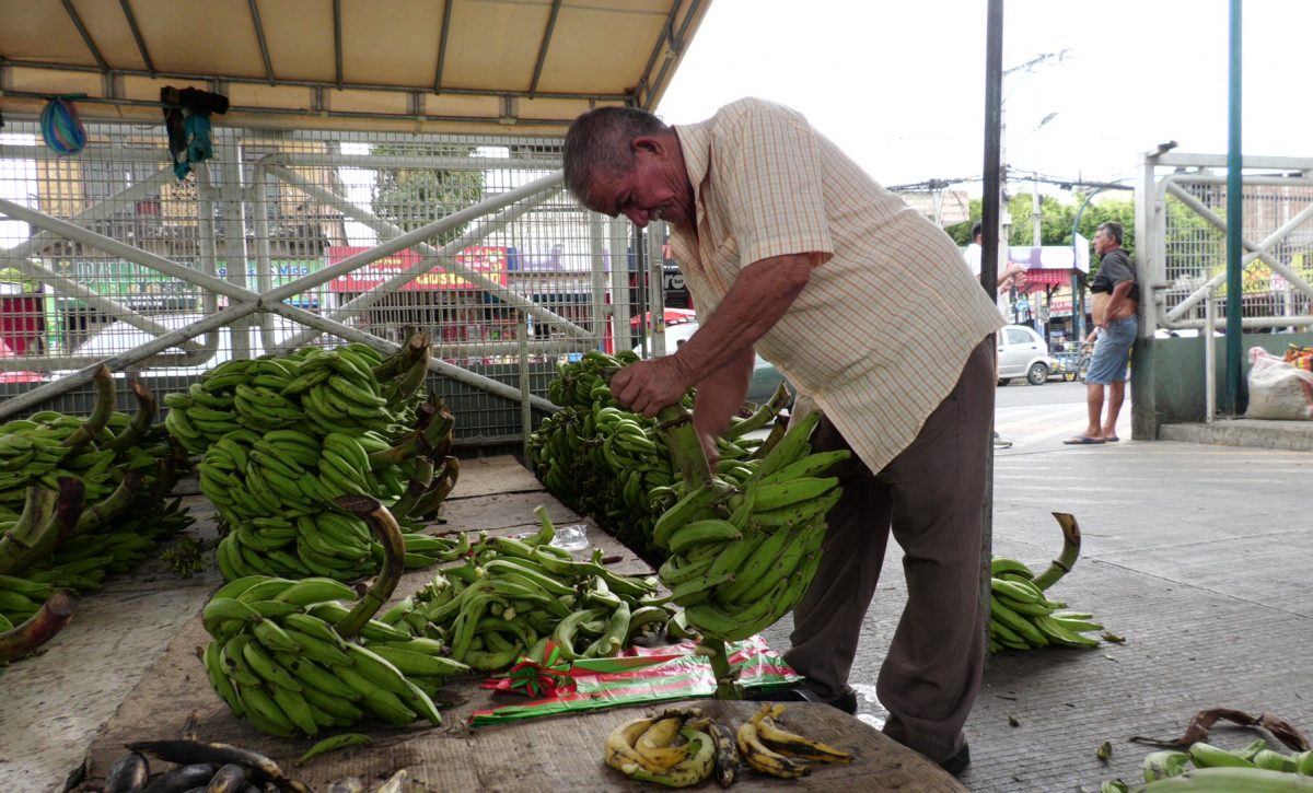 ¡Guineo verde al doble de precio! Descubre por qué en Portoviejo