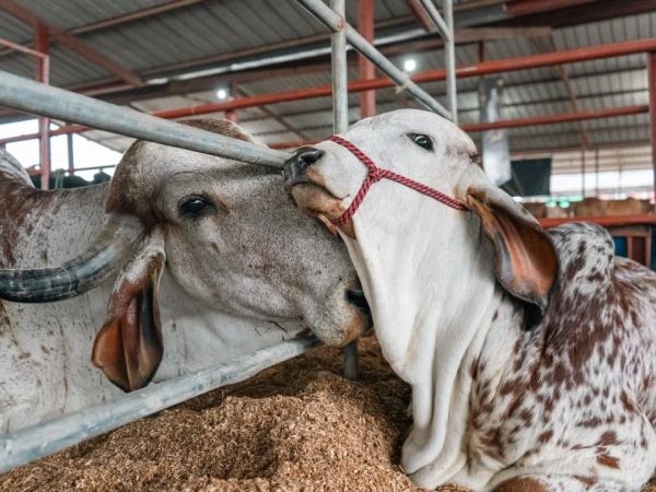 Gyr y Girolando: genética lechera adaptada que gana terreno en las provincias de la Costa, incluyendo Santo Domingo de los Tsáchilas