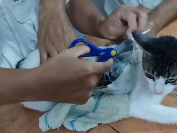 Hecho insólito: Así fue la 'captura' de un "gato narco", animal que fue usado para ingresar droga a una cárcel de Costa Rica. (Redes sociales).