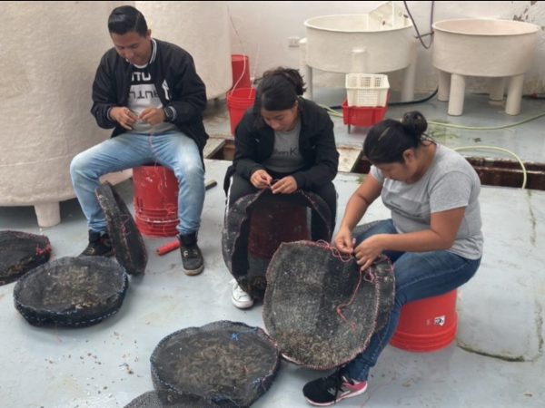 Pescadores artesanales se preparan para el cultivo de ostras