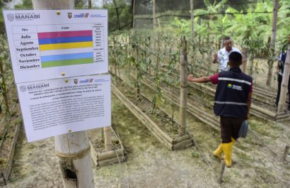 INIAP y Gobierno de Manabí aceleran producción de vainilla a menos de dos años en proyecto experimental