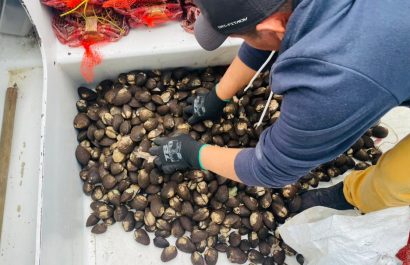 Interceptan cargamento ilegal de más de mil cangrejos vivos y conchas con destino a Estados Unidos