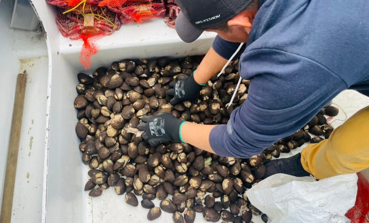Interceptan cargamento ilegal de más de mil cangrejos vivos y conchas con destino a Estados Unidos
