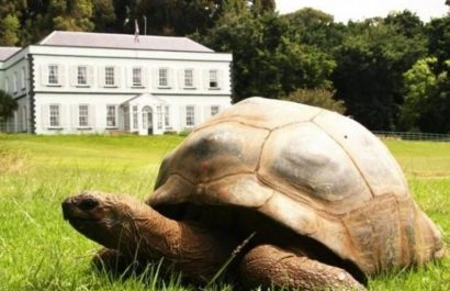 Jonathan, una tortuga gigante de Seychelles, supera los 190 años de edad, consolidándose como el quelonio más longevo del mundo.
