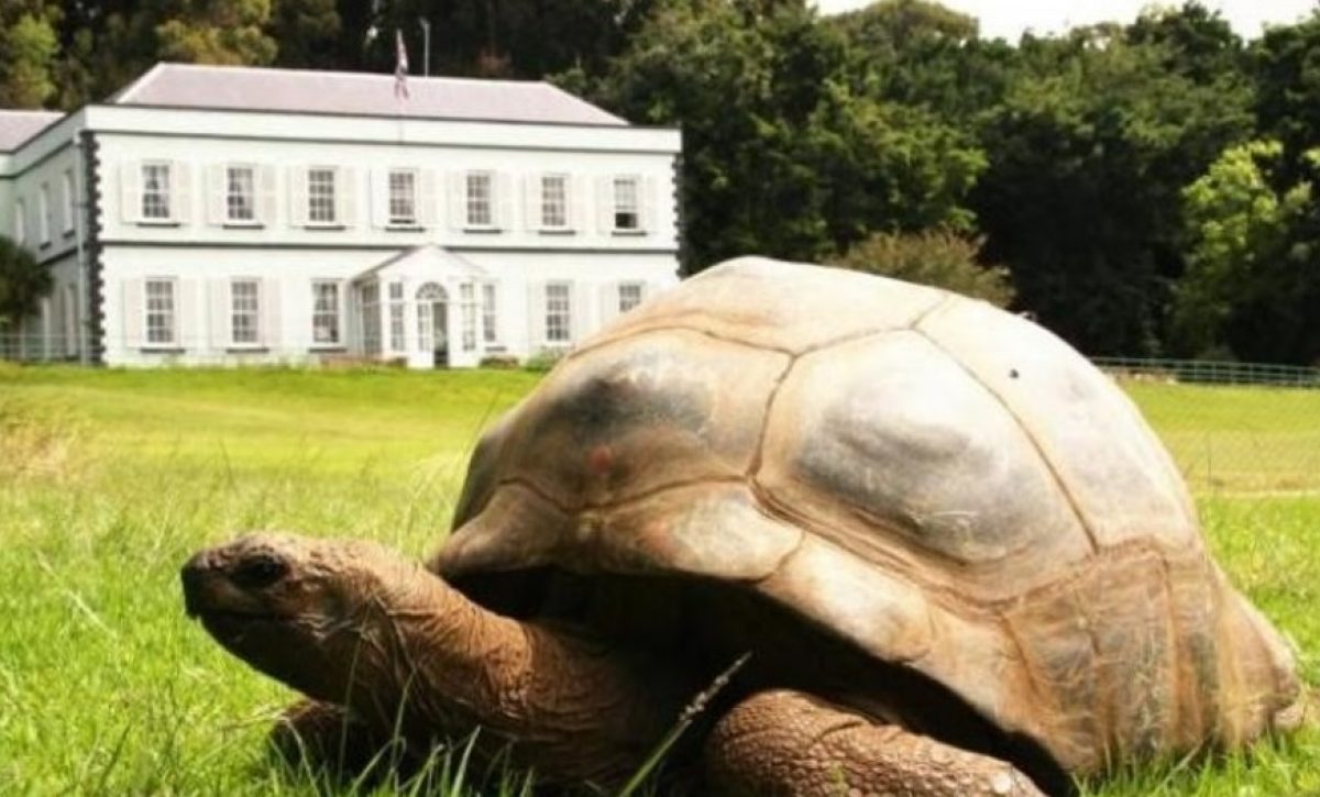 Jonathan, una tortuga gigante de Seychelles, supera los 190 años de edad, consolidándose como el quelonio más longevo del mundo.