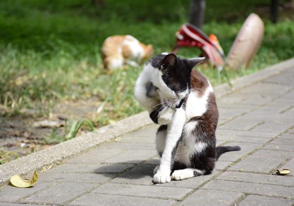 Municipio de Portoviejo alista jornada de esterilización para 600 animales