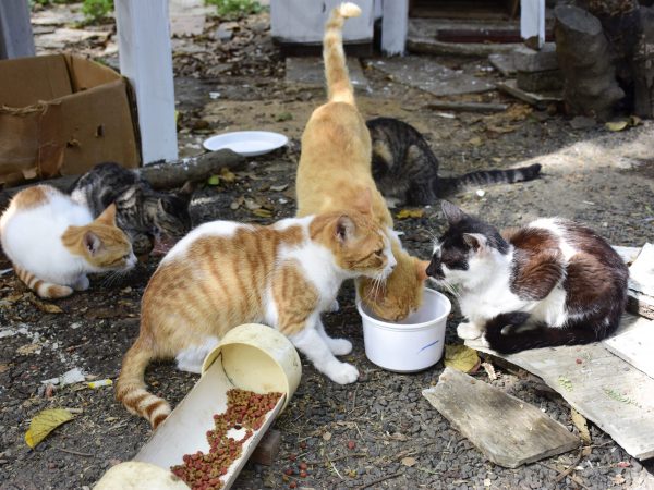 Parque El Mamey: De pulmón verde a escenario de abandono y crueldad