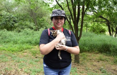 Proliferación de colonias de gatos en Portoviejo: Un clamor por sanciones efectivas contra el maltrato