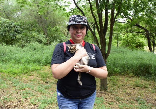 Proliferación de colonias de gatos en Portoviejo: Un clamor por sanciones efectivas contra el maltrato