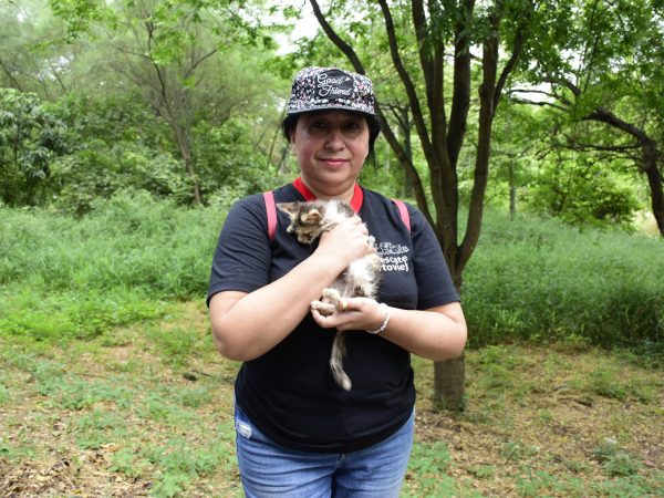 Proliferación de colonias de gatos en Portoviejo: Un clamor por sanciones efectivas contra el maltrato
