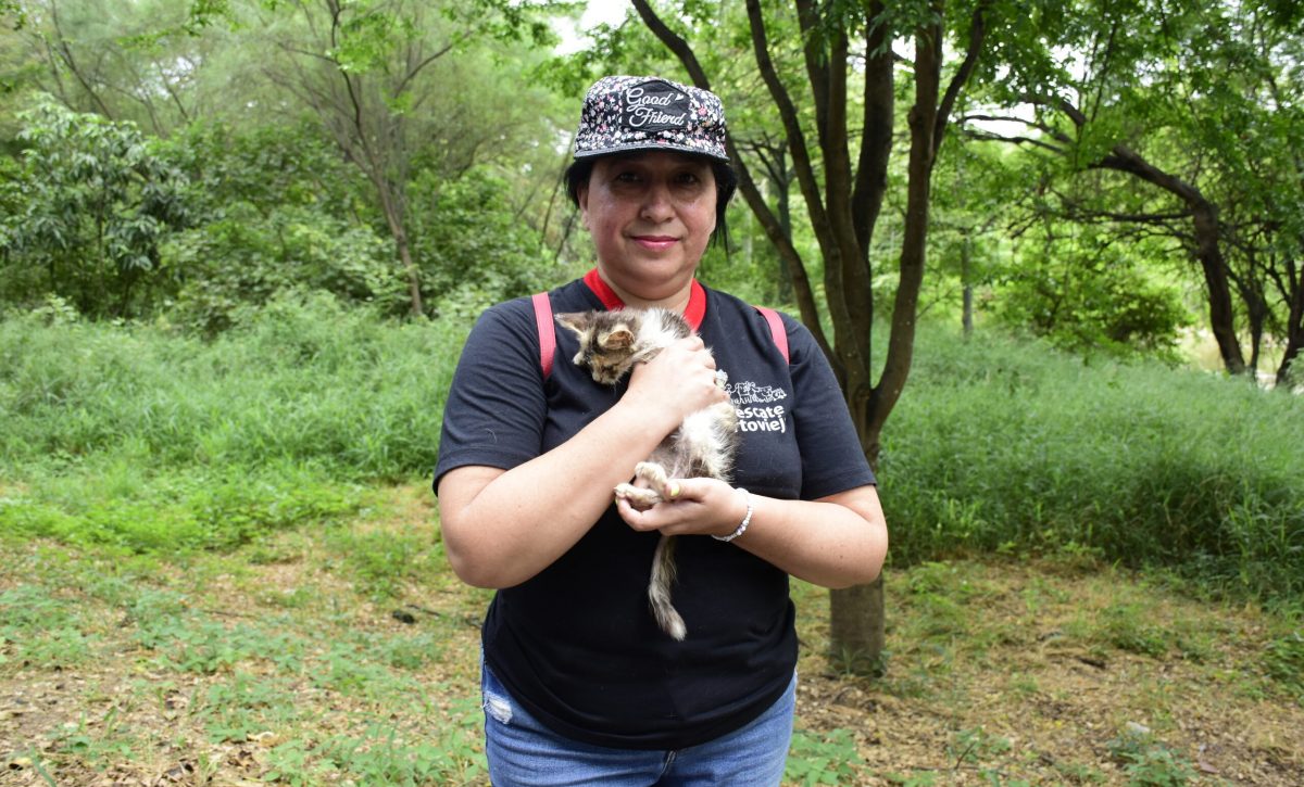 Proliferación de colonias de gatos en Portoviejo: Un clamor por sanciones efectivas contra el maltrato