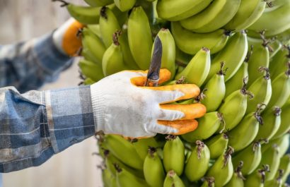 La AEBE advierte sobre el arancel del 15% y la pérdida de $61 millones para el banano ecuatoriano