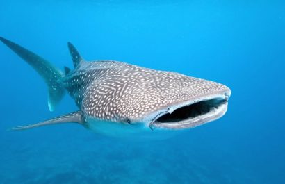 La Reserva de Biósfera de Galápagos fue ampliada a 20,6 millones de hectáreas, según informó Inés Manzano, ministra de Ambiente.