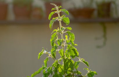 La albahaca, un eficaz repelente natural contra moscas y mosquitos en el hogar