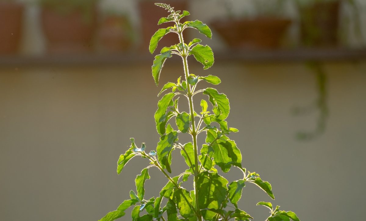 La albahaca, un eficaz repelente natural contra moscas y mosquitos en el hogar
