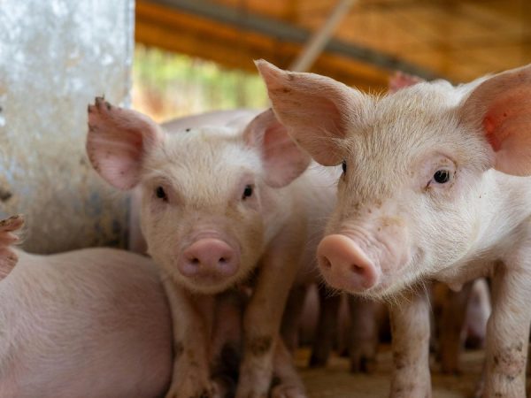 La carne de cerdo es la segunda mayor consumida por los ecuatorianos, la proteína preferida es el pollo. (Pexels).