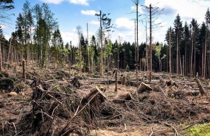 La deforestación y su impacto en el calentamiento global.