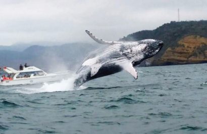 La épica migración de las ballenas jorobadas de la Antártida a las costas de Manabí