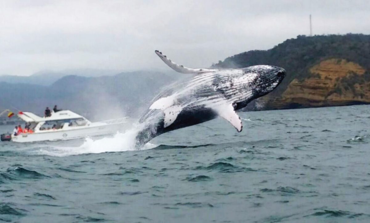 La épica migración de las ballenas jorobadas de la Antártida a las costas de Manabí