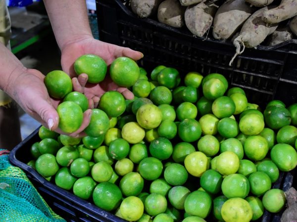 La escasez de limón en esta parte del año se debe al frío o bajas temperaturas, que afectan la floración y fecundación del fruto